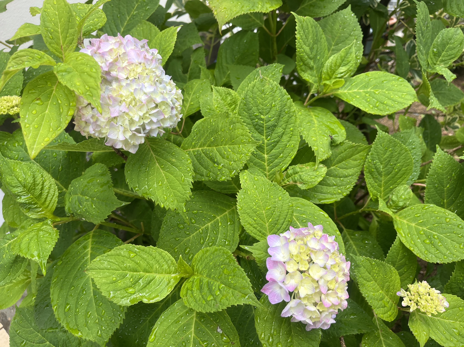 あじさい観察日記　②